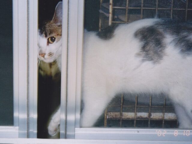養老孟司先生の猫のまるちゃん逝く 猫ちゃんブログ