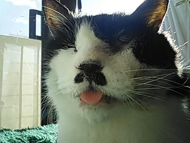 養老孟司先生の猫のまるちゃん逝く 猫ちゃんブログ