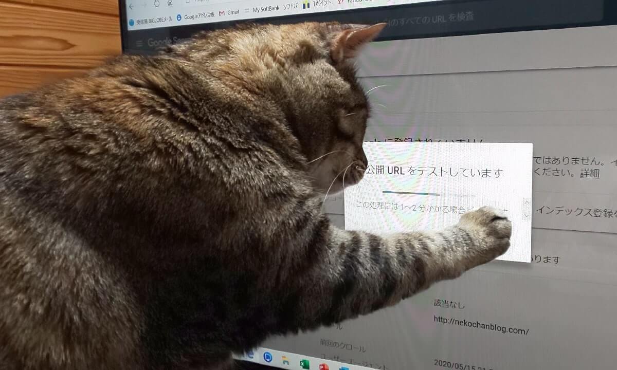 テレビを見る猫 料理を見る猫 視力がとてもいい猫 猫ちゃんブログ