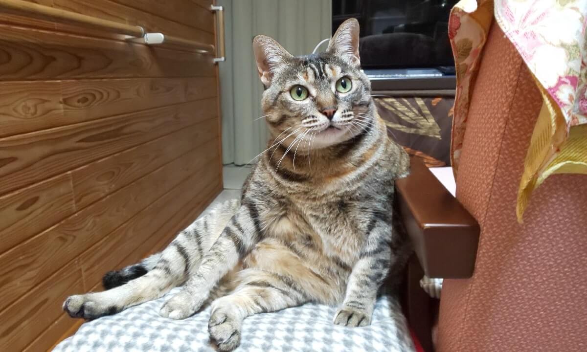 養老孟司先生の猫のまるちゃん逝く 猫ちゃんブログ