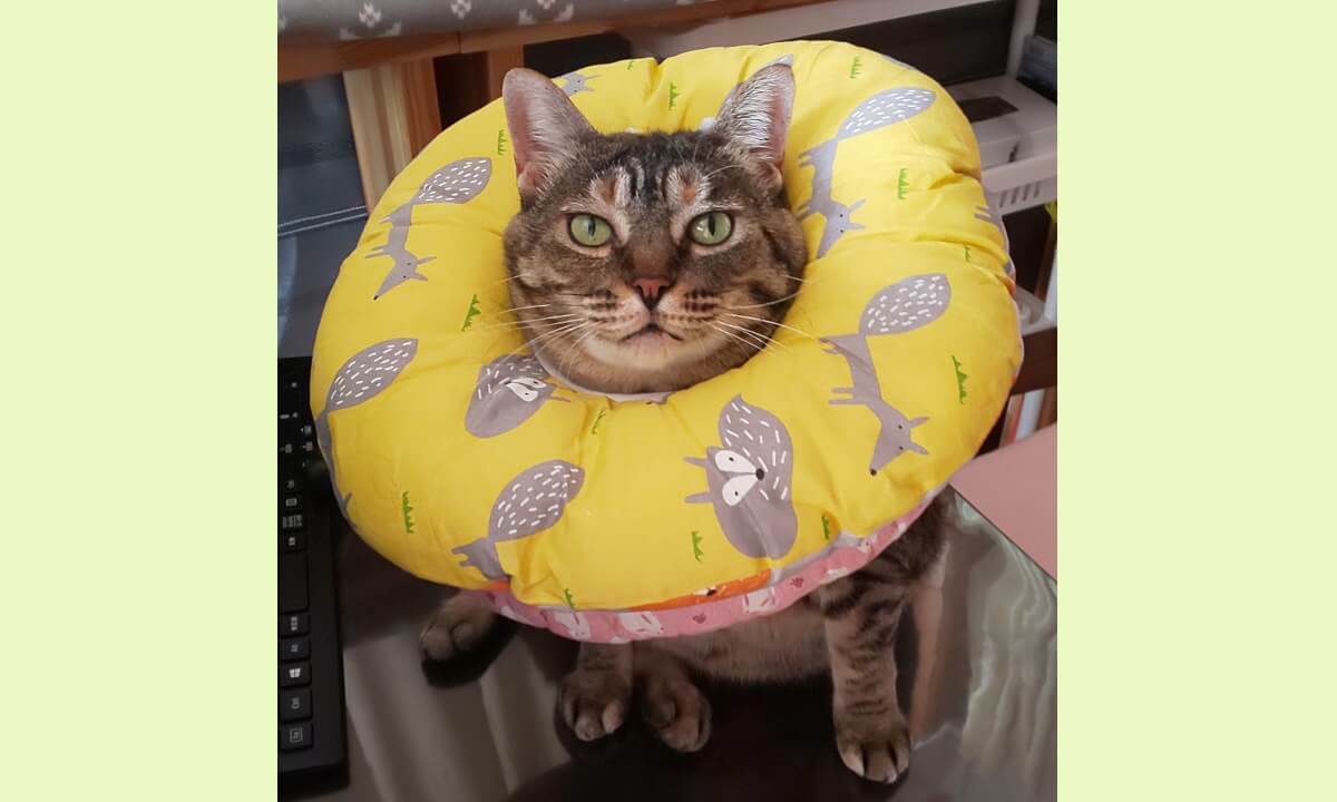猫の皮膚炎にはエリザベスカラーとフロントラインプラスキャットが効果的 猫ちゃんブログ