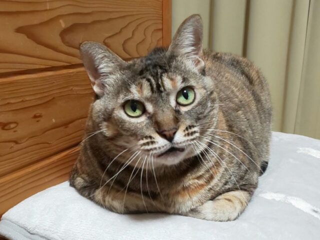 猫ちゃんブログ